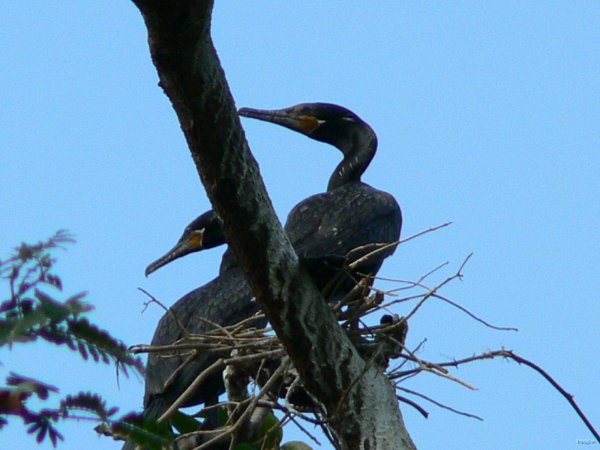 16- Cormorans 